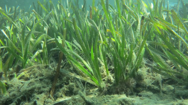 Seagrass and the replantation project in the Mediterranean Sea